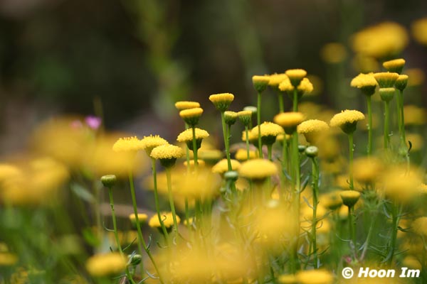 GGP_BotanicalGarden_030607_0022