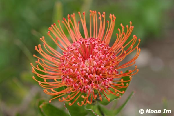 GGP_BotanicalGarden_030607_0037