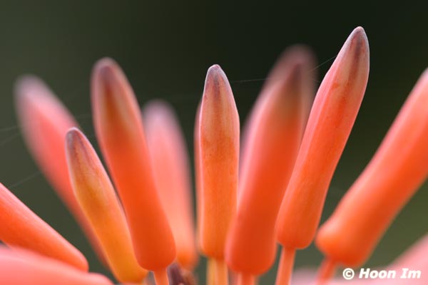 GGP_BotanicalGarden_030607_0076