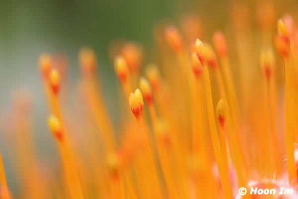GGP_BotanicalGarden_030607_0098