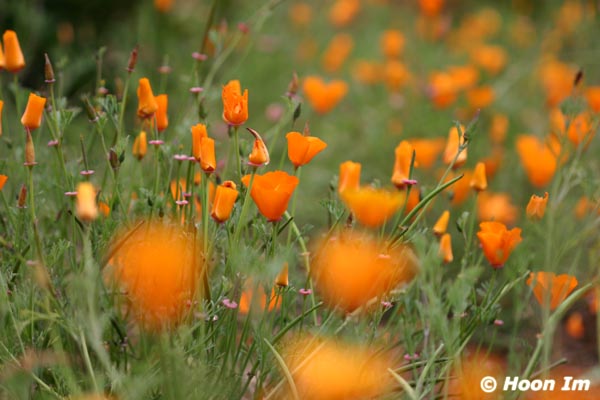 GGP_BotanicalGarden_030607_0113