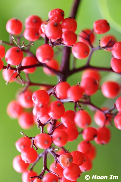 GGP_BotanicalGarden_030607_0116