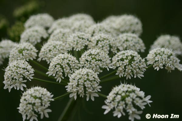 GGP_BotanicalGarden_030607_0124
