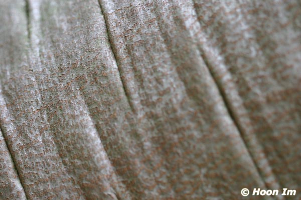 GGP_BotanicalGarden_030607_0150
