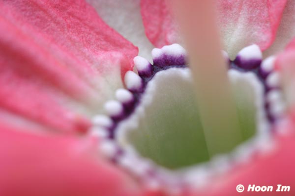GGP_BotanicalGarden_030607_0182