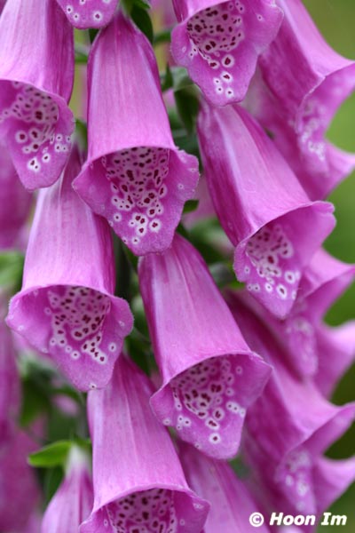 GGP_BotanicalGarden_030607_0196
