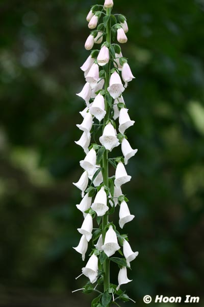 GGP_BotanicalGarden_030607_0204