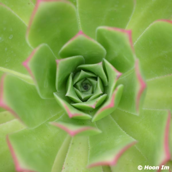 GGP_BotanicalGarden_030607_0212