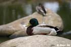 GGP_BotanicalGarden_030607_0001
