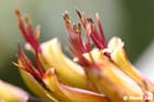 GGP_BotanicalGarden_030607_0007