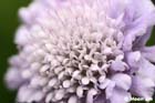 GGP_BotanicalGarden_030607_0008