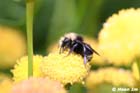 GGP_BotanicalGarden_030607_0021