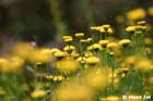 GGP_BotanicalGarden_030607_0022
