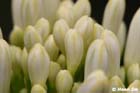 GGP_BotanicalGarden_030607_0026