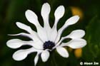 GGP_BotanicalGarden_030607_0028