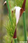 GGP_BotanicalGarden_030607_0033