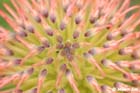 GGP_BotanicalGarden_030607_0034