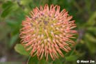 GGP_BotanicalGarden_030607_0036