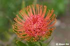 GGP_BotanicalGarden_030607_0037