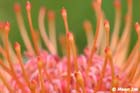 GGP_BotanicalGarden_030607_0040