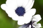 GGP_BotanicalGarden_030607_0055