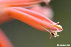 GGP_BotanicalGarden_030607_0078