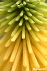 GGP_BotanicalGarden_030607_0087