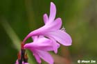 GGP_BotanicalGarden_030607_0092