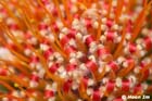 GGP_BotanicalGarden_030607_0097