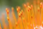 GGP_BotanicalGarden_030607_0098