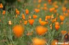 GGP_BotanicalGarden_030607_0113