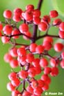 GGP_BotanicalGarden_030607_0116