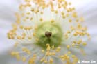 GGP_BotanicalGarden_030607_0121