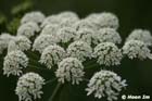 GGP_BotanicalGarden_030607_0124