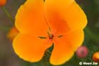 GGP_BotanicalGarden_030607_0126