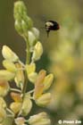 GGP_BotanicalGarden_030607_0132