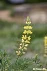 GGP_BotanicalGarden_030607_0135
