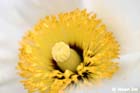 GGP_BotanicalGarden_030607_0136