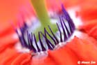 GGP_BotanicalGarden_030607_0172