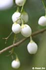 GGP_BotanicalGarden_030607_0175