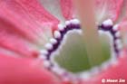 GGP_BotanicalGarden_030607_0182
