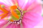 GGP_BotanicalGarden_030607_0183