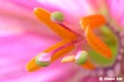 GGP_BotanicalGarden_030607_0185