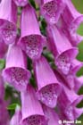 GGP_BotanicalGarden_030607_0196