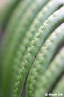 GGP_BotanicalGarden_030607_0199