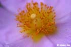 GGP_BotanicalGarden_030607_0202