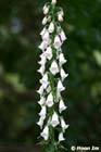 GGP_BotanicalGarden_030607_0204