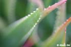 GGP_BotanicalGarden_030607_0208
