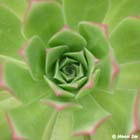 GGP_BotanicalGarden_030607_0212