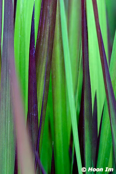 GGP_Arboretum_030614_0026